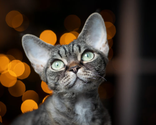 ISO 2500, F3.2, 1/160s